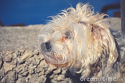 Barking dog outside Stock Photo