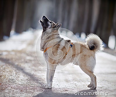 The barking dog on walk in winter. Stock Photo
