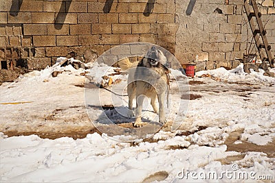 Barking dog. watchdog is guarding a house in the village Stock Photo