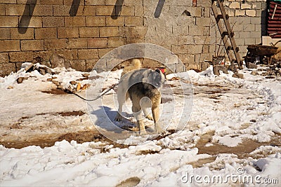 Barking dog. watchdog is guarding a house in the village Stock Photo