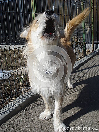 Young dog barking near yard fence Stock Photo