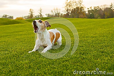 Barking dpg Stock Photo