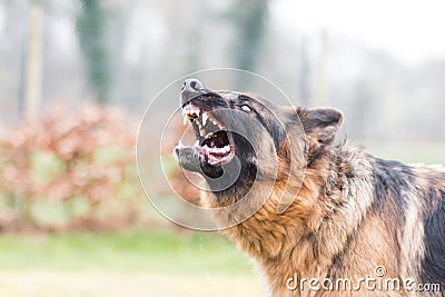 Barking german shepherd dog Stock Photo