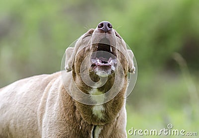 Barking howling dog, brown husky mix dog Stock Photo