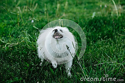 Barking Pomeranian dog on the green grass Stock Photo