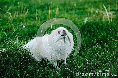 Barking Pomeranian dog on the green grass Stock Photo