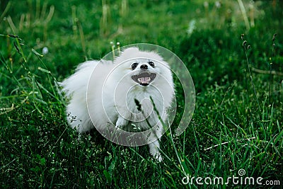 Barking Pomeranian dog on the green grass Stock Photo