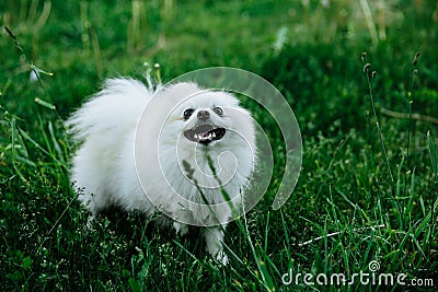 Barking Pomeranian dog on the green grass Stock Photo