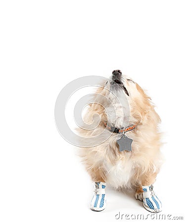 Barking Pomeranian Dog Wearing Shoes on White Background Stock Photo