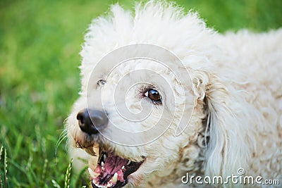 Barking poodle on grass Stock Photo