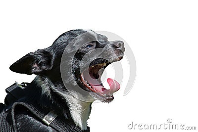 Barking small black dog isolated Stock Photo