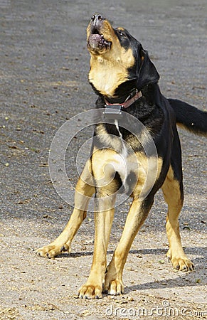 Barking watchdog, black and gold colored. Stock Photo