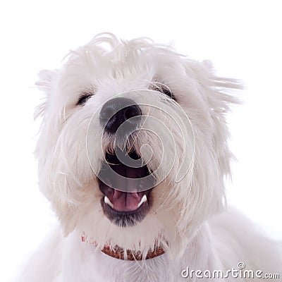 Barking westie Stock Photo