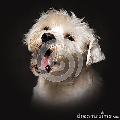 Barking white schnauzer dog Stock Photo