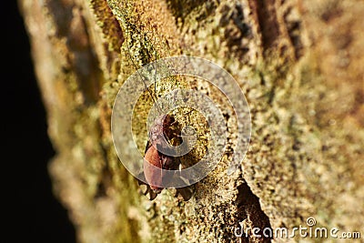 Barklice Psocoptera Stock Photo