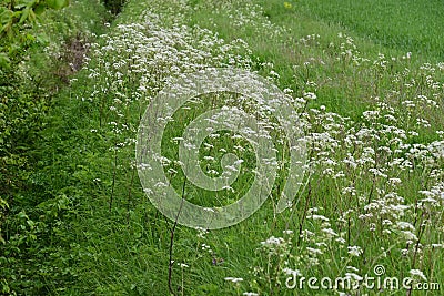 Barley and Cow Parsley - Anthriscus syvestris, Norfolk, England, UK Stock Photo