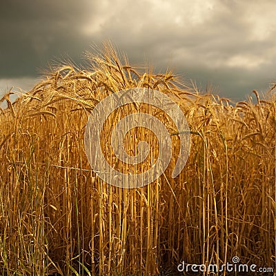 Barley crop in Lincolnshire,England. Stock Photo