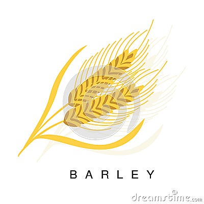 Barley Ear, Infographic Illustration With Realistic Cereal Crop Plant And Its Name Vector Illustration