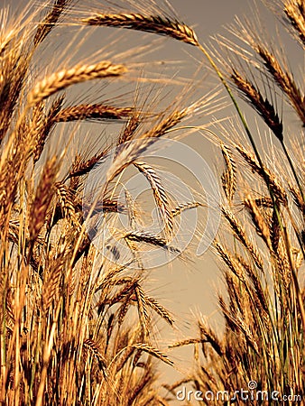 Barley ears Stock Photo