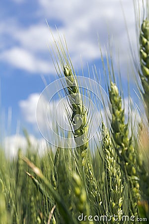 Barley Ears Against Blue Sky Stock Photo