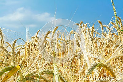 Barley ears ground view Stock Photo