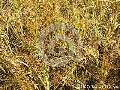 Barley field Stock Photo