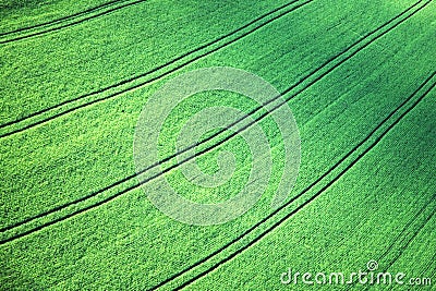 Barley field Stock Photo