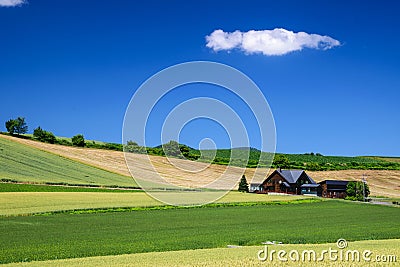 Barley Field with cottage in Biei province, Hokkaido, Japan Stock Photo