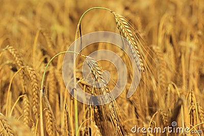 Barley field Stock Photo