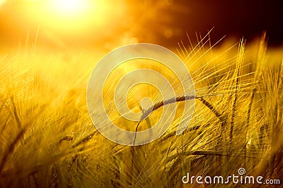 Barley field in golden glow Stock Photo