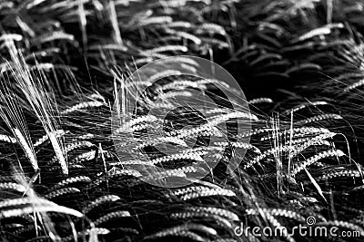 Grain ears close-up in gentle breeze, monochrome image Stock Photo