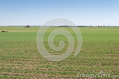 Barley fields in a system of dryland agriculture Stock Photo