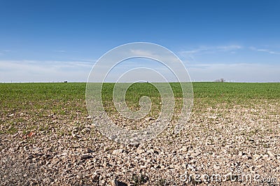 Barley fields in a system of dryland agriculture Stock Photo