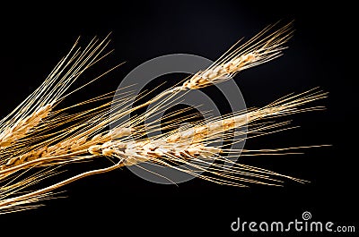 Barley grain on black background Stock Photo