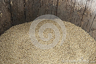 Barley grain in old barrel Stock Photo