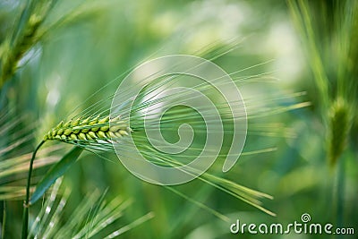 Barley grain is used for flour, barley bread, barley beer, some whiskeys, some vodkas, Stock Photo