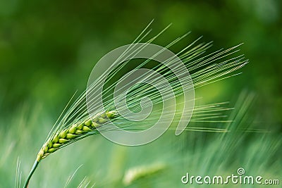 Barley grain is used for flour, barley bread, barley beer, some whiskeys, some vodkas, Stock Photo