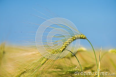 Barley grain is used for flour, barley bread, barley beer, some whiskeys, some vodkas, and animal fodder Stock Photo