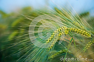Barley grain is used for flour, barley bread, barley beer, some whiskeys, some vodkas, and animal fodder Stock Photo