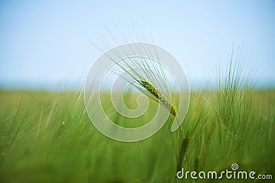 Barley grain is used for flour, barley bread, barley beer, some whiskeys, some vodkas, and animal fodder Stock Photo