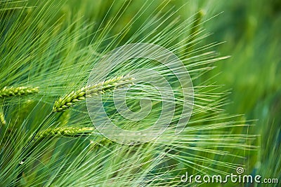 Barley grain is used for flour, barley bread, barley beer, some whiskeys, some vodkas, and animal fodder Stock Photo