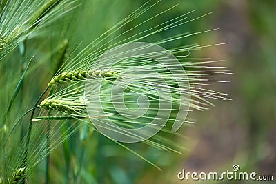 Barley grain is used for flour, barley bread, barley beer, some whiskeys, some vodkas, and animal fodder Stock Photo