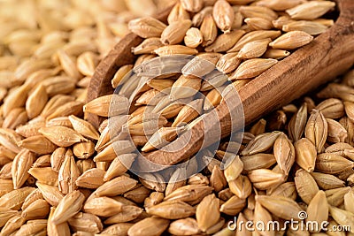 Barley grains Stock Photo