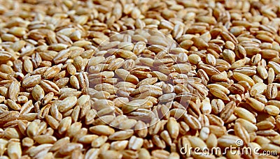 Barley grains Stock Photo