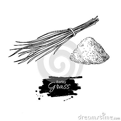 Barley grass and powder superfood drawing. Vector Illustration