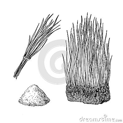 Barley grass and powder vector superfood drawing. Isolated Vector Illustration