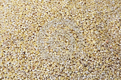 Barley Hordeum vulgare is a major cereal grain grown in temperate climates globally Stock Photo