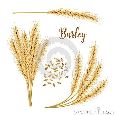 Barley, oat set. Plant, spikelet with ears, grains, seeds, Vector Illustration