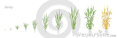 Barley plant growth stages development. Hordeum vulgare. Harvest progression. Ripening period. Vector Illustration