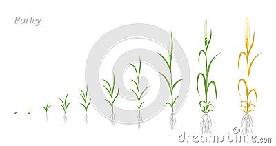 Barley plant growth stages development. Hordeum vulgare. Species major cereal grain. Harvest animation progression Vector Illustration